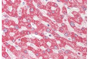 Rabbit Anti-TXN2 antibody Catalog Number: ARP54909 Formalin Fixed Paraffin Embedded Tissue: Human Liver Primary antibody Concentration: 1:100 Secondary Antibody: Donkey anti-Rabbit-Cy3 Secondary Antibody Concentration: 1:200 Magnification: 20x Exposure Time: 0. (TXN2 antibody  (Middle Region))