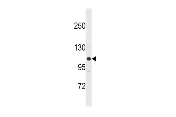 MYLK antibody  (N-Term)