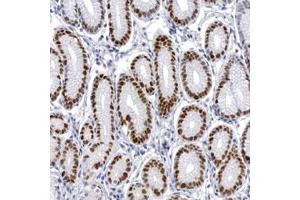 Immunohistochemical staining (Formalin-fixed paraffin-embedded sections) of human stomach tissue with WDHD1 polyclonal antibody  at 1:50 - 1:200 dilution. (WDHD1 antibody  (AA 231-345))