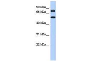 Image no. 1 for anti-Ceramide Synthase 4 (CERS4) (N-Term) antibody (ABIN6742880)
