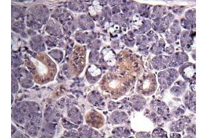 Immunohistochemistry (IHC) image for anti-Glyceraldehyde-3-Phosphate Dehydrogenase (GAPDH) antibody (ABIN2857072)