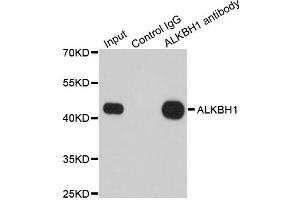 Immunoprecipitation analysis of 200ug extracts of 293T cells using 1ug ALKBH1 antibody (ABIN1882367). (ALKBH1 antibody)