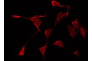 ABIN6267003 staining NIH-3T3 by IF/ICC. (HSP90AA1 antibody  (C-Term))