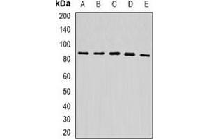 Western blot analysis of USP10 expression in HepG2 (A), A549 (B), mouse liver (C), mouse kidney (D), rat brain (E) whole cell lysates. (USP10 antibody)