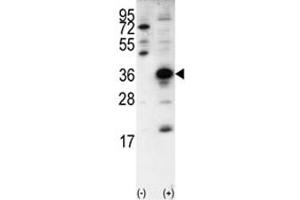 Western blot analysis of SNAI1 antibody and 293 cell lysate (2 ug/lane) either nontransfected (Lane 1) or transiently transfected with the SNAI1 gene (2). (SNAIL antibody  (AA 9-36))