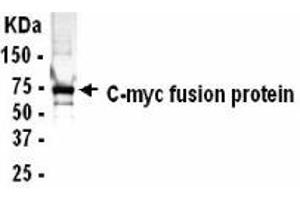 Western Blotting (WB) image for anti-Myc Proto-Oncogene protein (MYC) (AA 268-386) antibody (ABIN2467795) (c-MYC antibody  (AA 268-386))