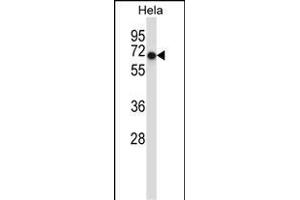 Mouse Acvr1 Antibody (Center) (ABIN657718 and ABIN2846706) western blot analysis in Hela cell line lysates (35 μg/lane). (ACVR1 antibody  (AA 137-166))