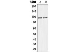 Western blot analysis of GIT1 expression in HuvEc (A), HeLa (B) whole cell lysates. (GIT1 antibody  (C-Term))