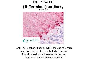 Image no. 1 for anti-Brain-Specific Angiogenesis Inhibitor 3 (BAI3) (Extracellular Domain), (N-Term) antibody (ABIN1732209)