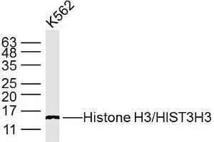 K562 cell lysates; probed with Histone H3/HIST3H3 (3G1) Monoclonal Antibody, unconjugated (bsm-33042M) at 1:300 overnight at 4°C followed by a conjugated secondary antibody for 60 minutes at 37°C. (Histone 3 antibody  (AA 1-50))