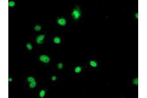 Anti-GATM mouse monoclonal antibody (ABIN2454803) immunofluorescent staining of COS7 cells transiently transfected by pCMV6-ENTRY GATM (RC200474). (GATM antibody)