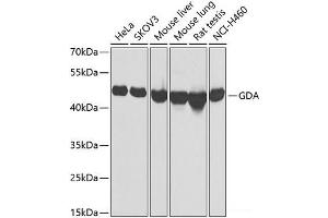 Western blot analysis of extracts of various cell lines using GDA Polyclonal Antibody at dilution of 1:1000. (GDA antibody)