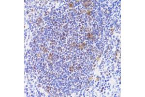 Immunohistochemistry of paraffin-embedded mouse spleen using NASP Antibody. (NASP antibody  (AA 180-449))