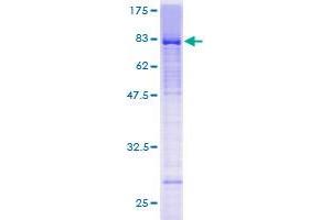 LEF1 Protein (AA 1-399) (GST tag)