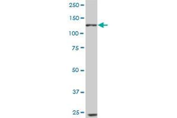 EPH Receptor B6 antibody  (AA 23-122)