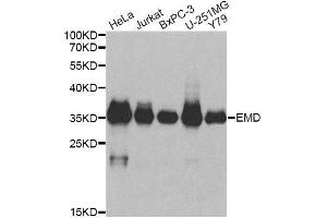 Western blot analysis of extracts of various cell lines, using EMD antibody. (Emerin antibody  (AA 1-220))