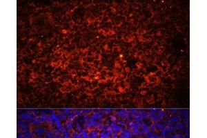 Immunofluorescence analysis of Rat spleen using TLR8 Polyclonal Antibody at dilution of 1:100 (40x lens). (TLR8 antibody)