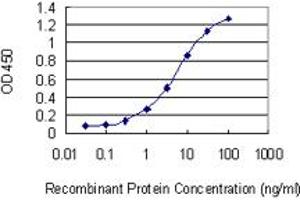Detection limit for recombinant GST tagged ADSSL1 is 0. (ADSSL1 antibody  (AA 369-436))