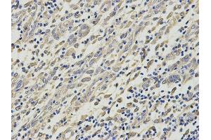 Immunohistochemistry (IHC) image for anti-Histamine N-Methyltransferase (HNMT) antibody (ABIN1873063) (HNMT antibody)