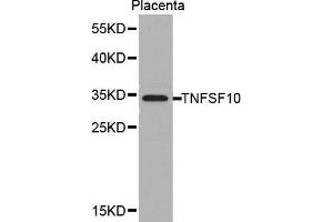 Western blot analysis of extracts of placenta cell lines, using TNFSF10 antibody. (TRAIL antibody  (AA 39-250))