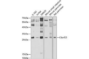 Western blot analysis of extracts of various cell lines, using C6orf25 antibody (ABIN6131939, ABIN6137783, ABIN6137784 and ABIN6214308) at 1:1000 dilution. (C6orf25 antibody  (AA 18-142))