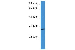 Western Blot showing CFD antibody used at a concentration of 1-2 ug/ml to detect its target protein. (Adipsin antibody  (C-Term))