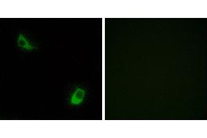 Peptide - +Immunofluorescence analysis of LOVO cells, using FPRL2 antibody. (FPR3 antibody  (Internal Region))