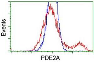 HEK293T cells transfected with either RC207219 overexpress plasmid (Red) or empty vector control plasmid (Blue) were immunostained by anti-PDE2A antibody (ABIN2454183), and then analyzed by flow cytometry. (PDE2A antibody)