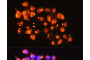 Immunofluorescence analysis of HeLa cells using EPB41L2 Polyclonal Antibody at dilution of 1:100. (EPB41L2 antibody)