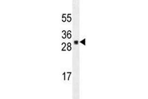UBTD1 antibody western blot analysis in A549 lysate. (UBTD1 antibody)