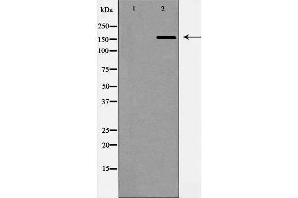 ABCC1 antibody  (N-Term)