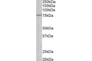 ABIN870688 (1µg/ml) staining of Rat Heart lysate (35µg protein in RIPA buffer). (NGFR antibody  (AA 202-215))