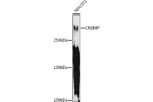 Western blot analysis of extracts of NIH/3T3 cells, using CREBBP antibody (ABIN6127660, ABIN6139021, ABIN6139023 and ABIN6217295) at 1:1000 dilution. (CBP antibody  (AA 100-200))