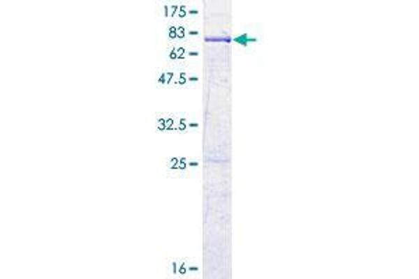 AGAP1 Protein (AA 1-392) (GST tag)