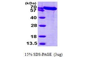 SDS-PAGE (SDS) image for Heat Shock 70kDa Protein 5 (Glucose-Regulated Protein, 78kDa) (HSPA5) (AA 20-650) protein (His tag) (ABIN667294) (GRP78 Protein (AA 20-650) (His tag))
