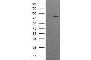 Image no. 1 for anti-Dynamin 1-Like (DNM1L) antibody (ABIN1497871) (Dynamin 1-Like antibody)