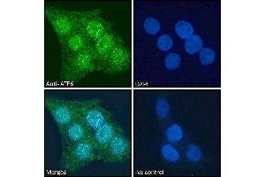 Immunofluorescence (IF) image for anti-Activating Transcription Factor 6 (ATF6) (AA 437-449) antibody (ABIN1590087)
