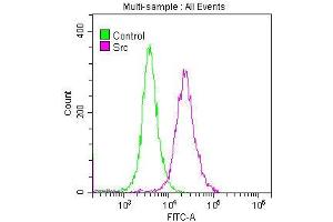Overlay histogram showing SH-SY5Y cells stained with ABIN7127824 (red line) at 1:50. (Recombinant Src antibody)