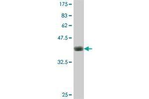 Western Blot detection against Immunogen (37. (SPIRE1 antibody  (AA 482-583))