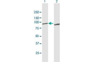 Western Blot analysis of LETM1 expression in transfected 293T cell line by LETM1 MaxPab polyclonal antibody. (LETM1 antibody  (AA 1-739))