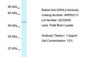 Western Blotting (WB) image for anti-Chitinase 3-Like 2 (CHI3L2) (N-Term) antibody (ABIN2789064) (CHI3L2 antibody  (N-Term))