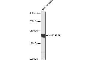 Western blot analysis of extracts of mouse brain, using NMDA antibody (ABIN6131019, ABIN6141404, ABIN6141405 and ABIN6218011) at 1:3000 dilution. (NMDAR2A antibody  (AA 23-120))