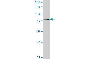 DTX3L monoclonal antibody (M01), clone 1D10 Western Blot analysis of DTX3L expression in A-431 . (DTX3L antibody  (AA 3-110))