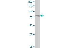 DTX3L monoclonal antibody (M01), clone 1D10 Western Blot analysis of DTX3L expression in A-431 .