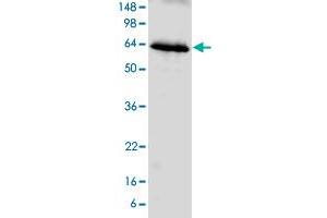 Image no. 1 for Monoamine Oxidase B (MAOB) (AA 2-489) protein (ABIN5569847) (Monoamine Oxidase B Protein (MAOB) (AA 2-489))
