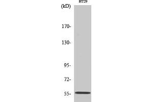 anti-Thioredoxin Reductase 2 (TXNRD2) (AA 440-520) antibody