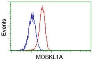 Flow cytometric Analysis of Jurkat cells, using anti-MOBKL1A antibody (ABIN2453311), (Red), compared to a nonspecific negative control antibody (TA50011), (Blue).