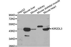 Western blot analysis of extracts of various cell lines, using KIR2DL3 antibody. (KIR2DL3 antibody  (AA 22-245))