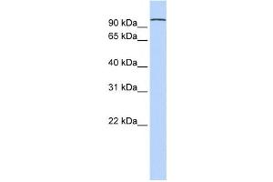 Western Blotting (WB) image for anti-Protocadherin alpha 3 (PCDHA3) antibody (ABIN2459348) (PCDHA3 antibody)
