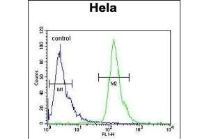 POTEH Antibody (N-term) (ABIN651179 and ABIN2840114) flow cytometric analysis of Hela cells (right histogram) compared to a negative control cell (left histogram). (POTEH antibody  (N-Term))